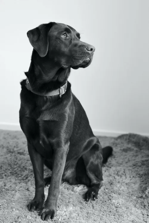 Ein Schwarz-Weiß-Foto von einem braunen Labrador, der sitzt und zur Seite schaut.