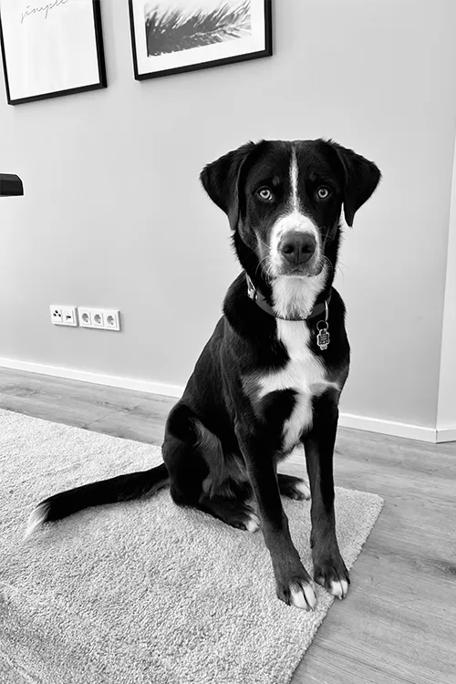 Schwarz-Weiß-Foto eines sitzenden gefleckten Hundes mit einem Halsband, im einem Raum.